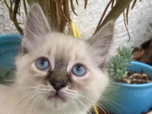 Gato raça Sem raça  idade 2 a 6 meses nome Não tem 