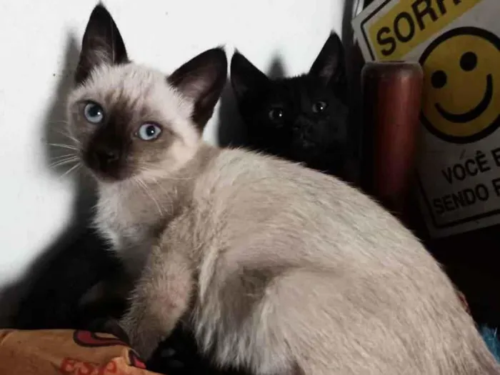 Gato raça  idade 2 a 6 meses nome Tina