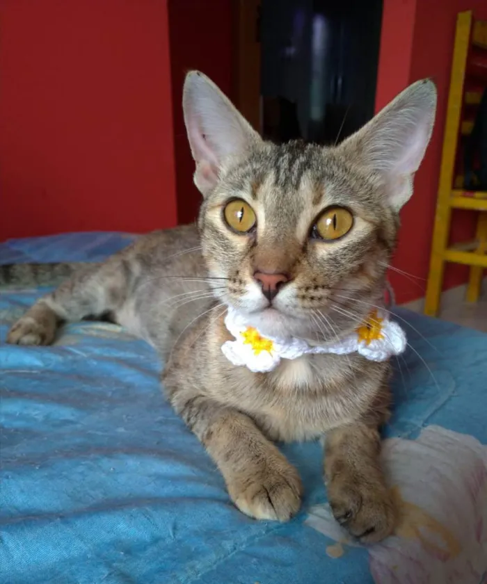 Gato ra a srd tigradinha idade 7 a 11 meses nome AVA