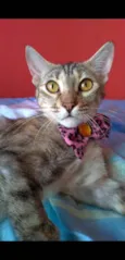 AVA