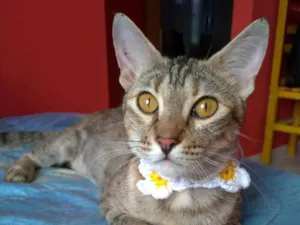 Gato raça srd tigradinha idade 7 a 11 meses nome AVA