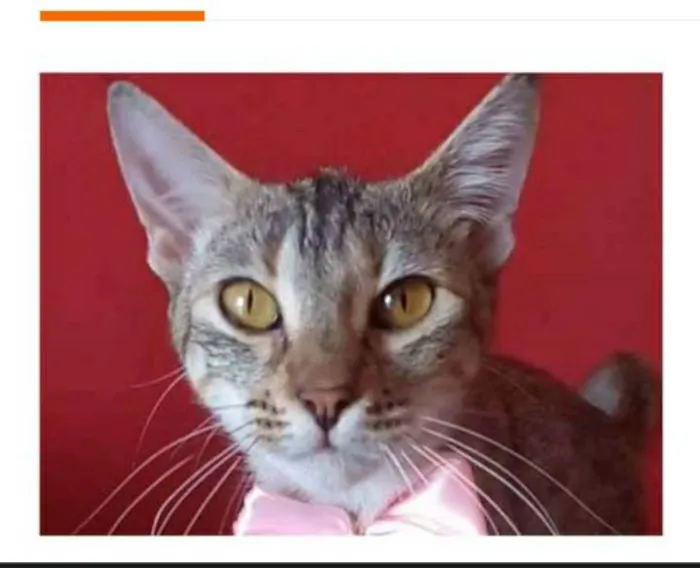 Gato ra a srd tigradinha idade 7 a 11 meses nome AVA