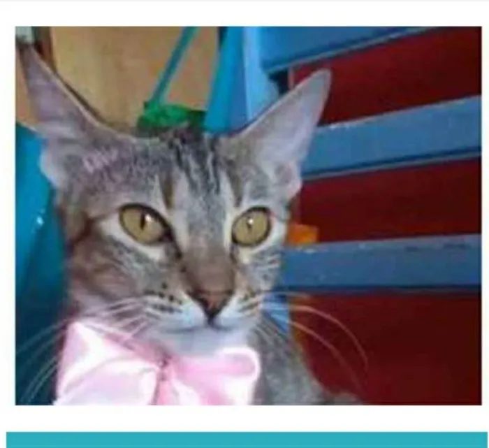 Gato ra a srd tigradinha idade 7 a 11 meses nome AVA