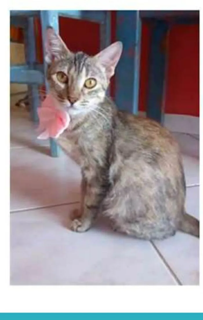 Gato ra a srd tigradinha idade 7 a 11 meses nome AVA