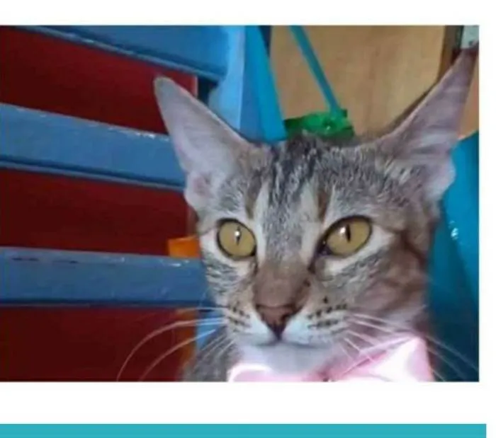 Gato ra a srd tigradinha idade 7 a 11 meses nome AVA