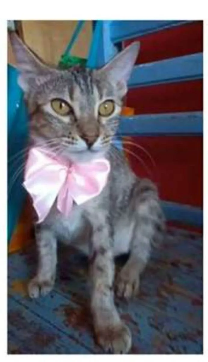 Gato ra a srd tigradinha idade 7 a 11 meses nome AVA