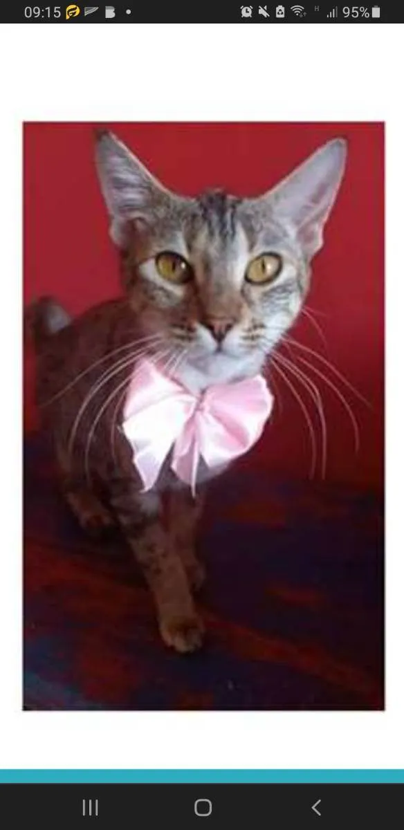 Gato ra a srd tigradinha idade 7 a 11 meses nome AVA