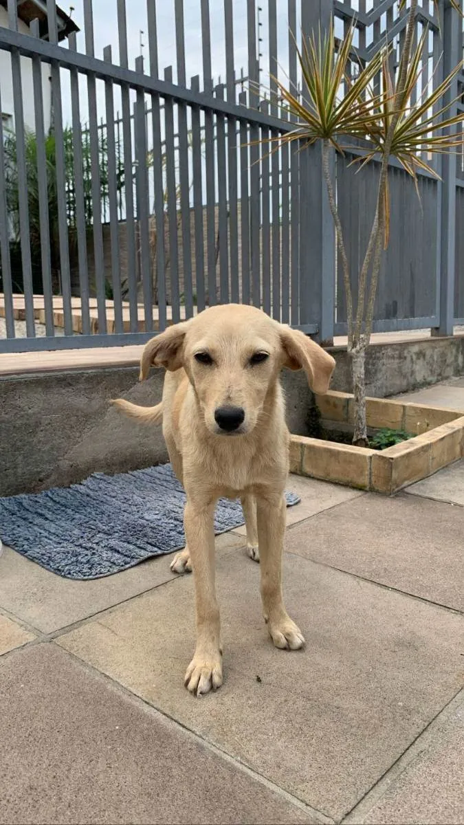 Cachorro ra a sem raça definida idade 2 a 6 meses nome Lindinha