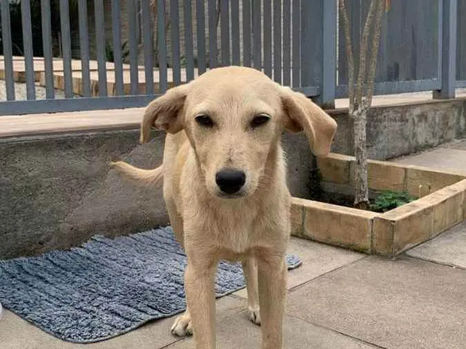 Cachorro ra a sem raça definida idade 2 a 6 meses nome Lindinha