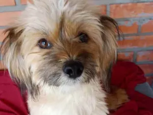 Cachorro raça Lhasa idade 7 a 11 meses nome Quindim