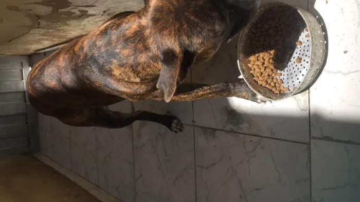 Cachorro ra a Mestiço Pitbull idade 1 ano nome Lion e Lucke