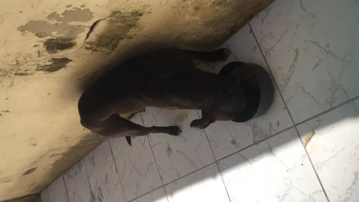 Cachorro ra a Mestiço Pitbull idade 1 ano nome Lion e Lucke