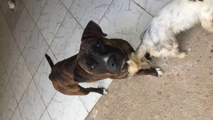 Cachorro ra a Mestiço Pitbull idade 1 ano nome Lion e Lucke