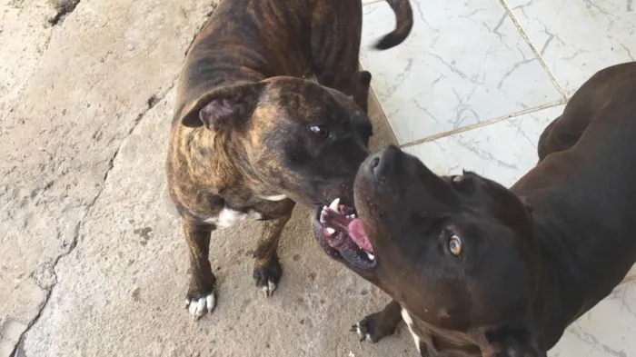 Cachorro ra a Mestiço Pitbull idade 1 ano nome Lion e Lucke