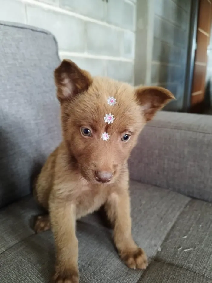 Cachorro raça Chow Chow mestiço idade 2 a 6 meses nome Filhote