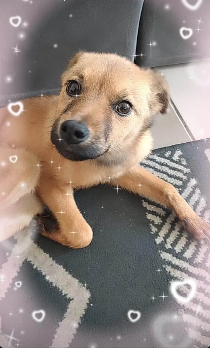 Cachorro raça Mix de Chow chow idade 2 a 6 meses nome Mel