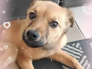 Cachorro raça Mix de Chow chow idade 2 a 6 meses nome Mel