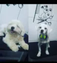 Pipoca
