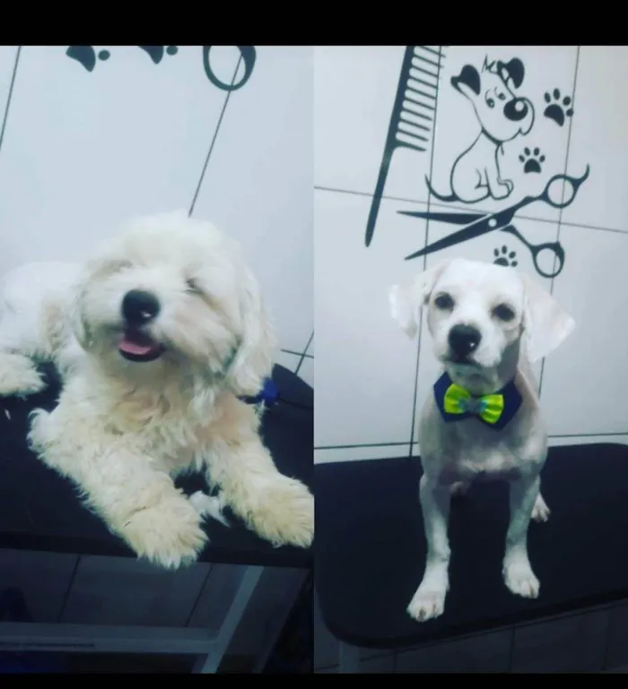 Cachorro raça Shih-poo idade 4 anos nome Pipoca