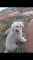Pipoca