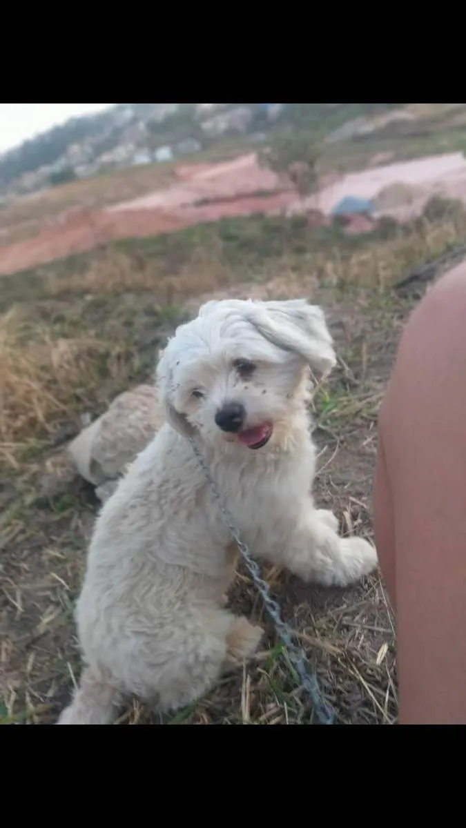 Cachorro raça Shih-poo idade 4 anos nome Pipoca