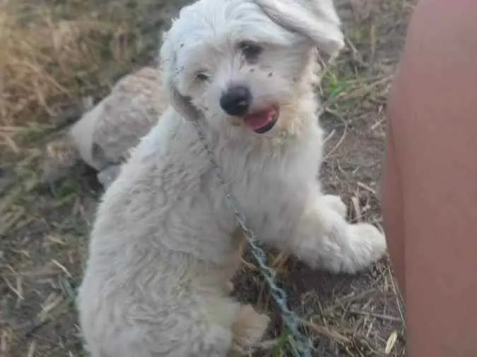 Cachorro raça Shih-poo idade 4 anos nome Pipoca