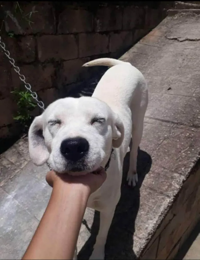 Cachorro raça Não definida idade 6 ou mais anos nome Marley