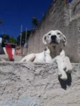 Marley