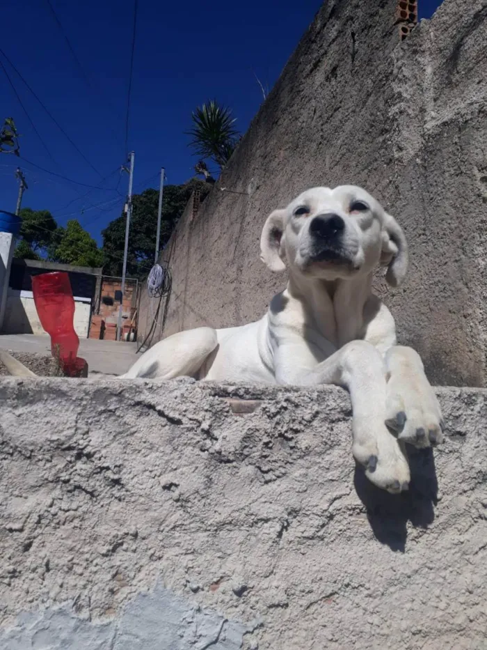 Cachorro raça Não definida idade 6 ou mais anos nome Marley