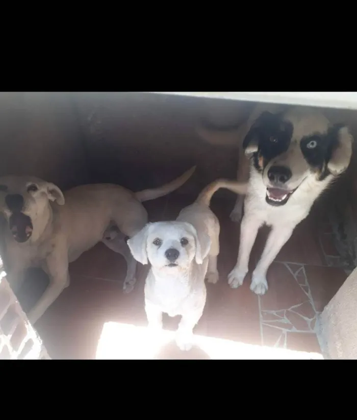 Cachorro raça Não definida idade 6 ou mais anos nome Marley