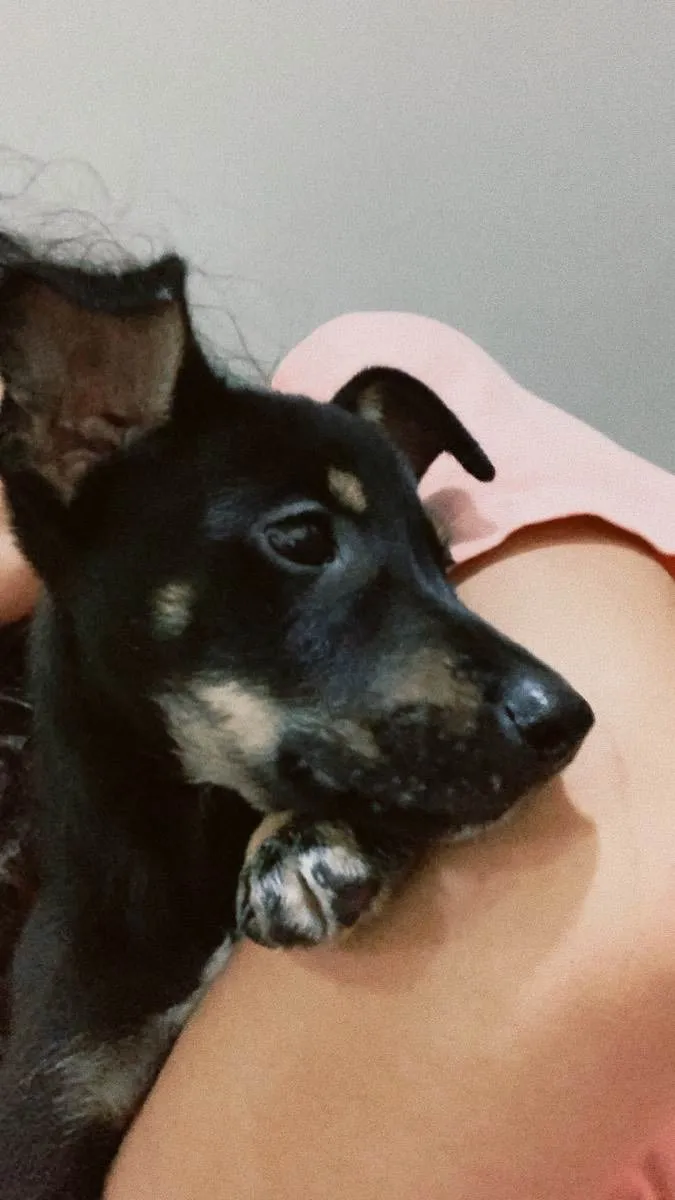 Cachorro ra a Vira lata idade 2 a 6 meses nome Sem nome