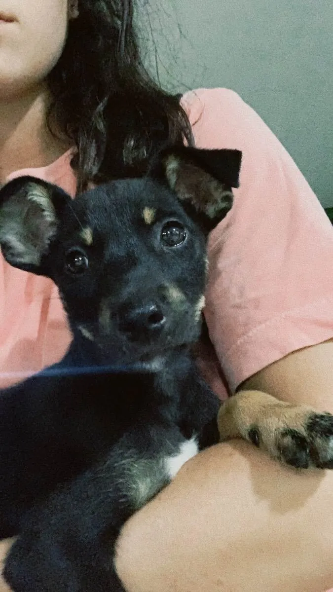 Cachorro ra a Vira lata idade 2 a 6 meses nome Sem nome