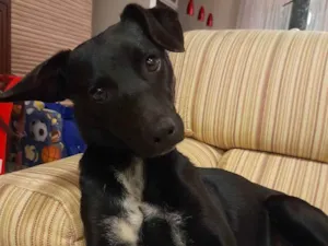 Cachorro raça SRD idade 7 a 11 meses nome Nala