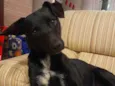 Nala