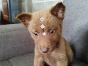 Cachorro raça Chow Chow mestiço idade 2 a 6 meses nome Filhote