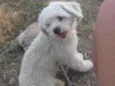 Pipoca