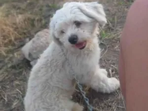 Cachorro raça Shih-poo idade 4 anos nome Pipoca
