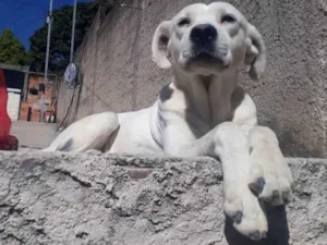 Cachorro raça Não definida idade 6 ou mais anos nome Marley