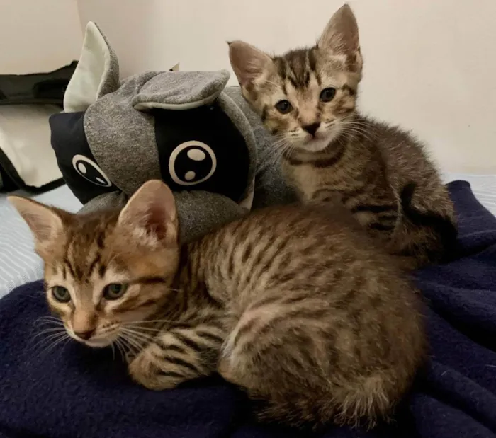 Cachorro raça SRD idade Abaixo de 2 meses nome Gatinhas Filhote