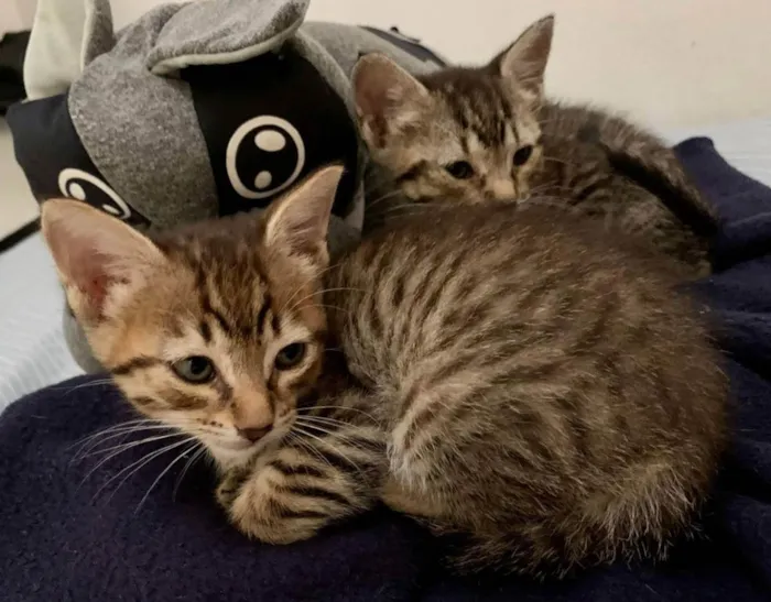 Cachorro raça SRD idade Abaixo de 2 meses nome Gatinhas Filhote