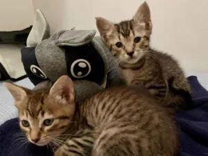 Cachorro raça SRD idade Abaixo de 2 meses nome Gatinhas Filhote