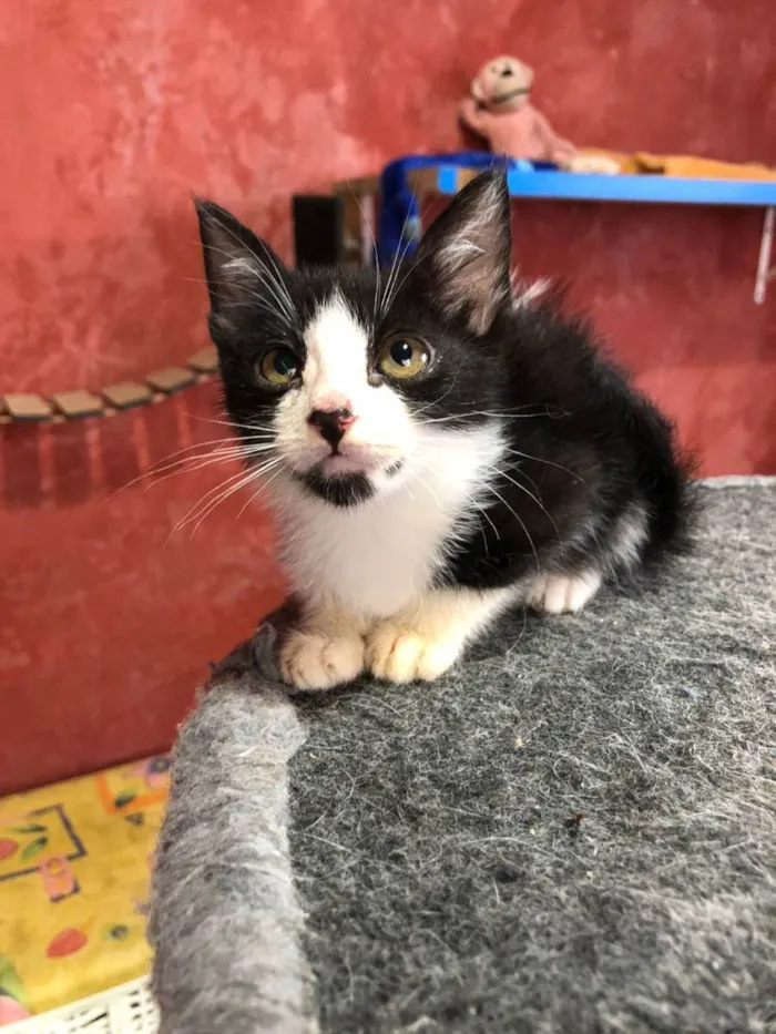 Gato raça SRD idade Abaixo de 2 meses nome Tom e irmãos