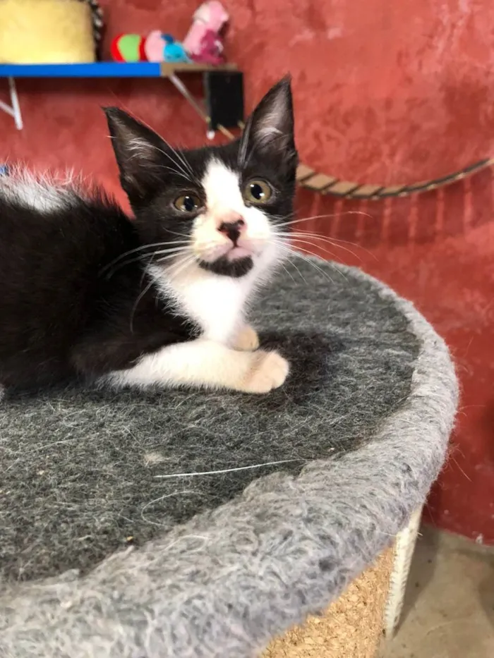 Gato raça SRD idade Abaixo de 2 meses nome Tom e irmãos