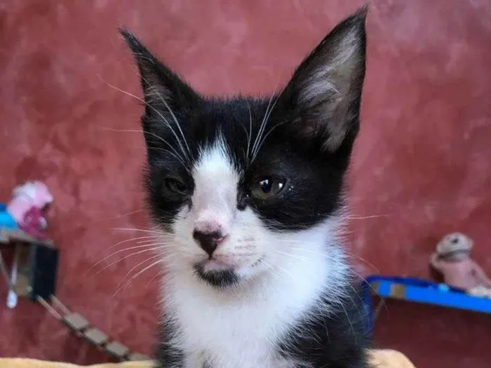 Gato raça SRD idade Abaixo de 2 meses nome Tom e irmãos