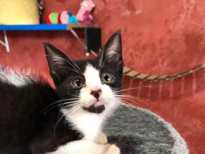 Gato raça SRD idade Abaixo de 2 meses nome Tom e irmãos