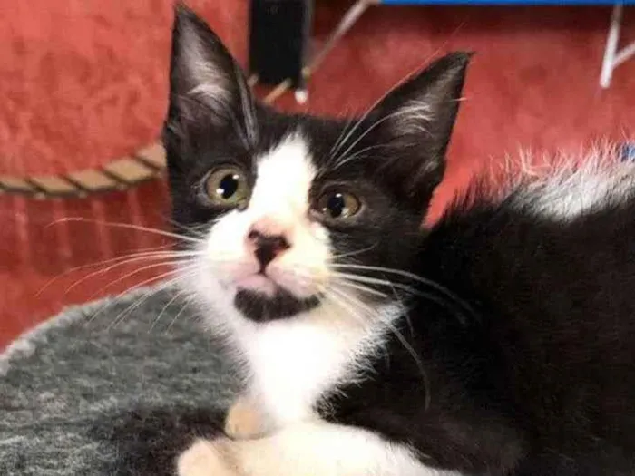 Gato raça SRD idade Abaixo de 2 meses nome Tom e irmãos