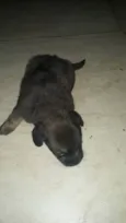 Cachorro raça Vira lata  idade Abaixo de 2 meses nome Não tem 