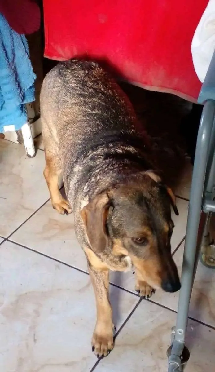 Cachorro ra a Vira lata idade 5 anos nome Broaka