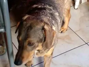 Cachorro raça Vira lata idade 5 anos nome Broaka