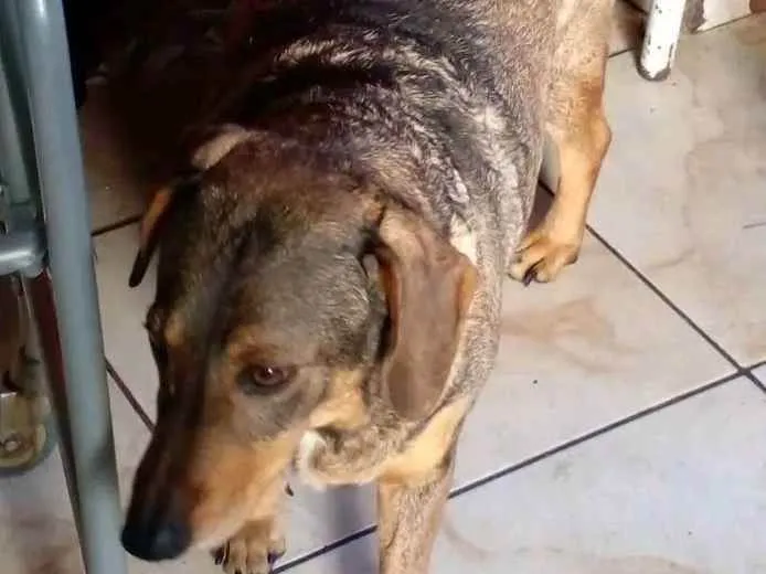 Cachorro ra a Vira lata idade 5 anos nome Broaka